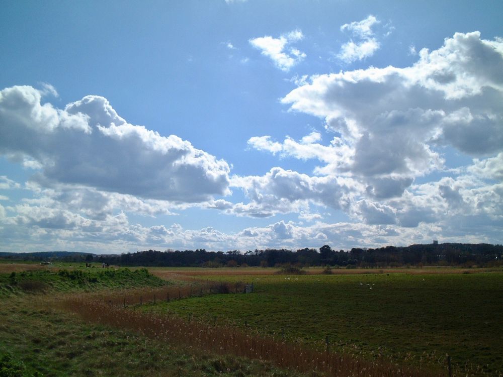A vast open field stretches across the foreground, with patches of green grass and some brown vegetation that zigzags towards the horizon. In the distance, there's a line of trees and woodland creating a natural horizon. The sky dominates the upper two-thirds of the image, featuring a bright blue background with numerous fluffy white clouds scattered throughout. The clouds are illuminated by sunlight, creating a dramatic contrast against the blue sky.