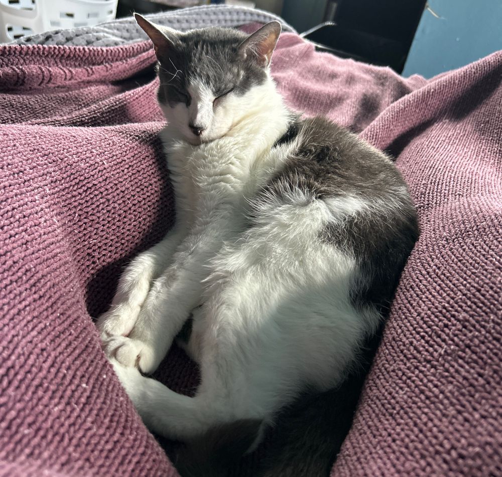 Bizarro, a gray and white cat, stretching with his little face scrunched up while laying on a maroon knit blanket 
