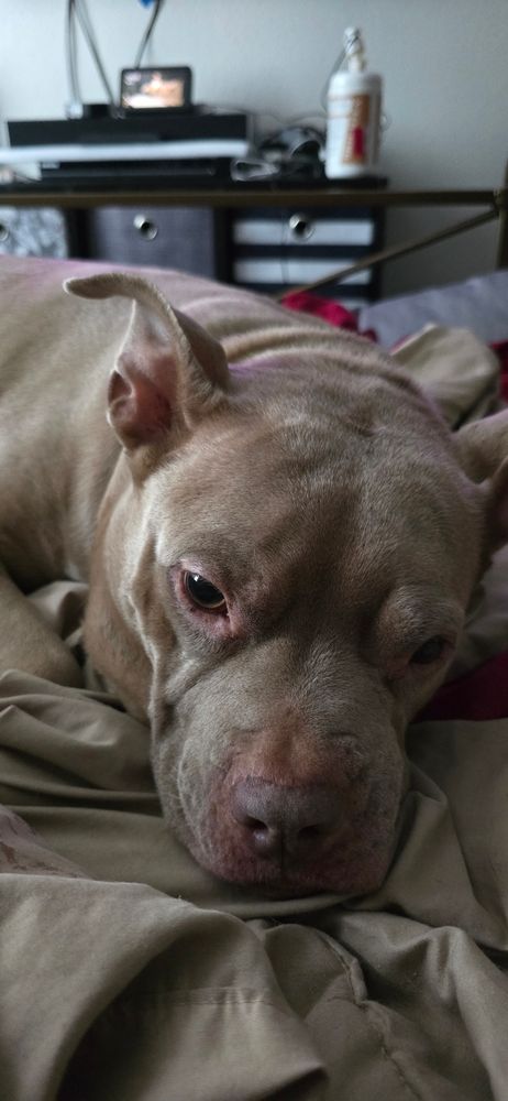 Pit bull lying on a beige sheet