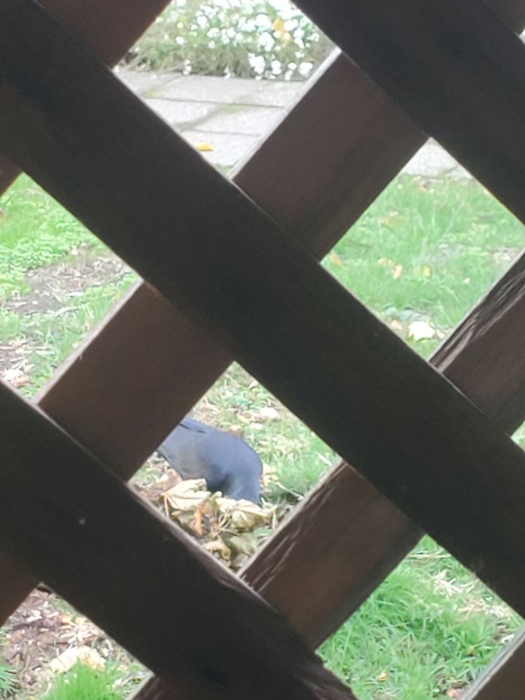 Crow in the yard, head in a tree stump as seen through lattice
