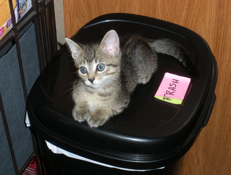 tabby kitten sitting on a trash can with the label "trash" right next to her