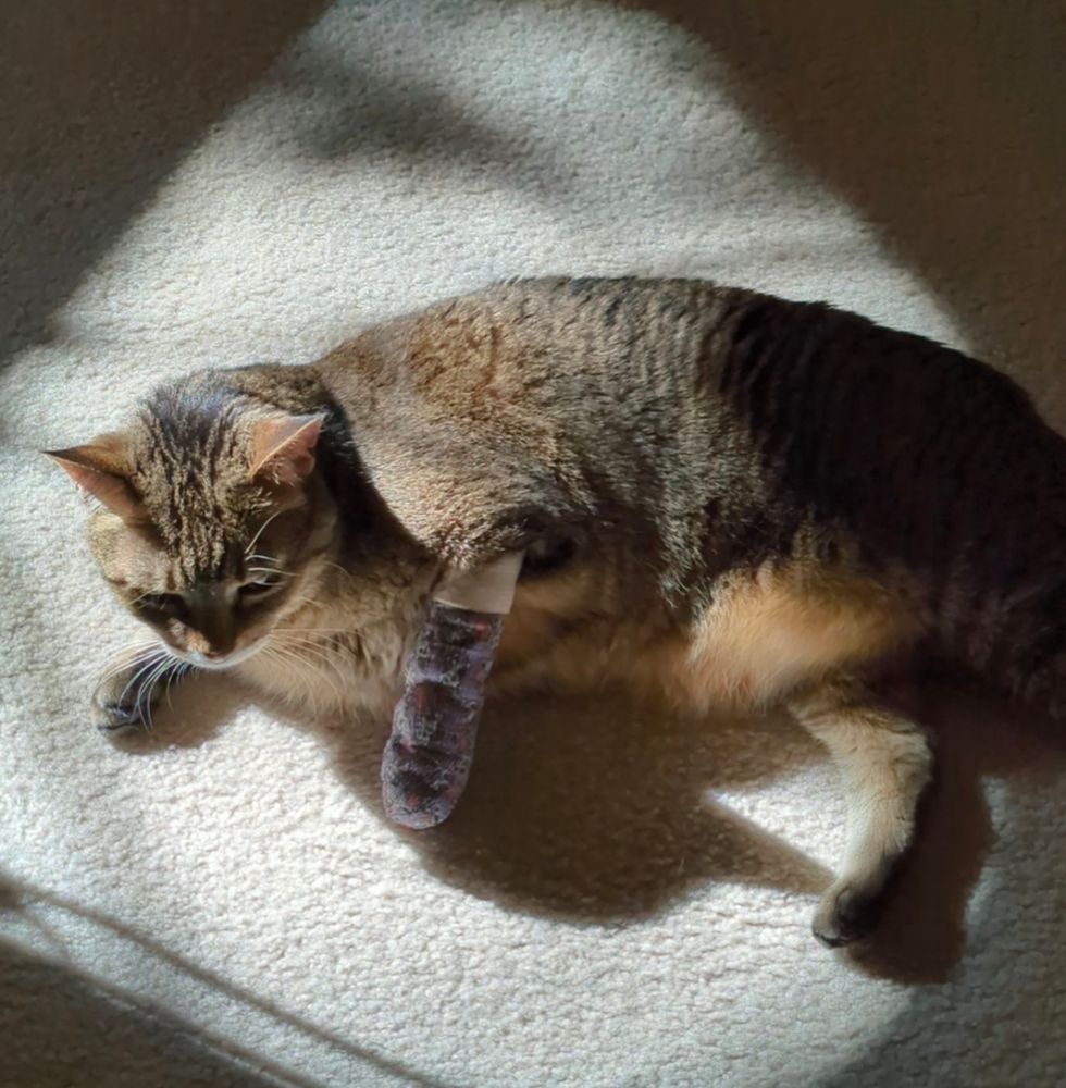 Cat laying on the ground with one leg completely bandaged.