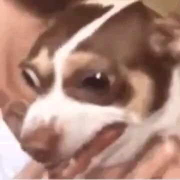 a close up of a person holding a small brown and white dog with a mask on its face .