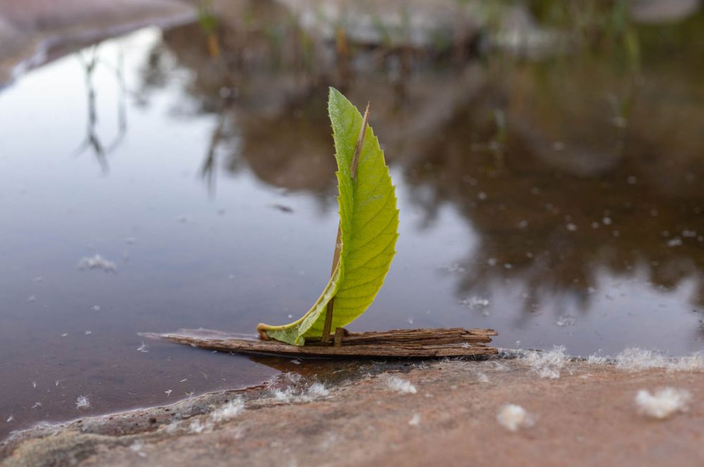 A small boat made of a branch and a leaf.