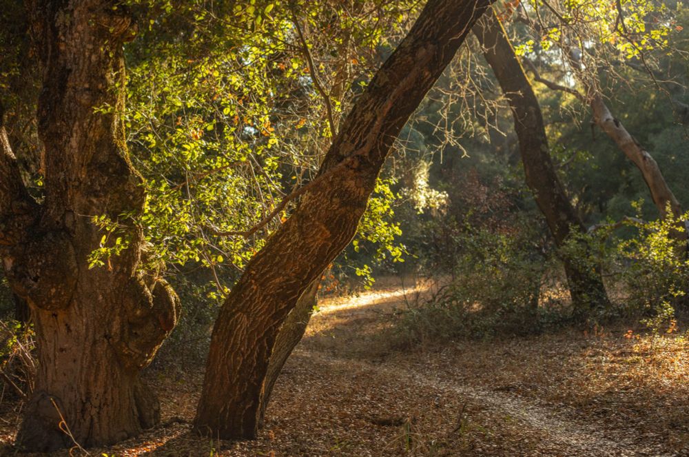 Morgan trail in Cleveland National Forest near Lake Elsinore.