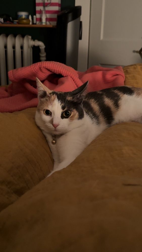 a long calico kitten - about 9 months old so more lanky teenager than baby fluffball - stretched out on some blankets. her eyes and nose are scrunched just enough to look a little bit judgey. 