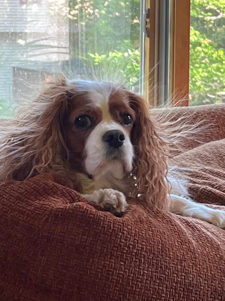 Gizmo the dog, with hairs standing up on end