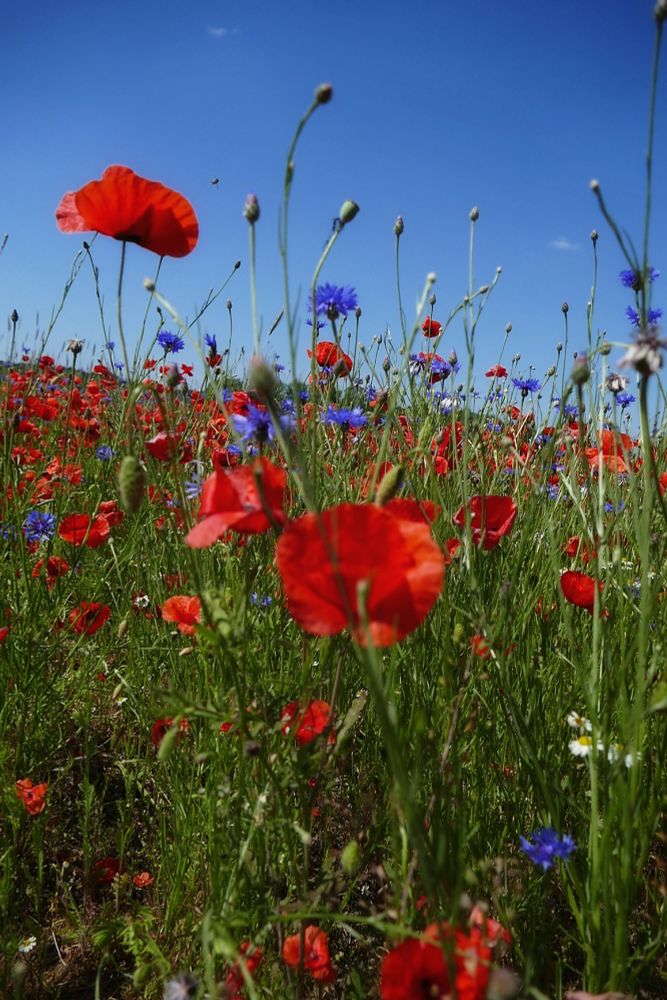 A field of poppies, cornflowers, and chamomile. The sky is blue.