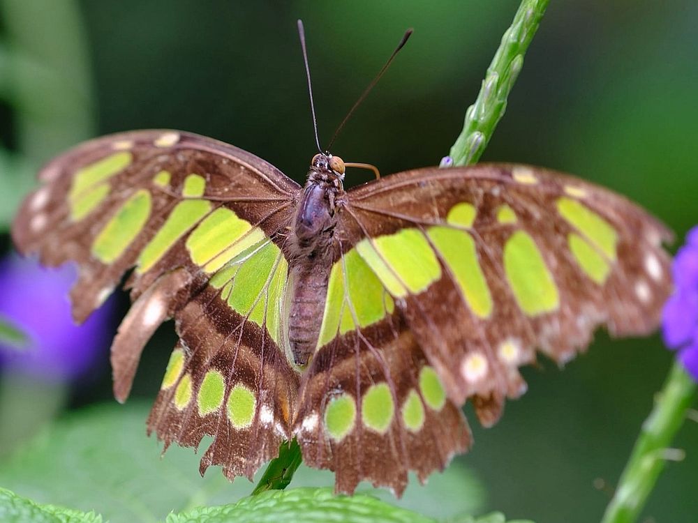 A green brown butterfly sits on a thin green leaf stalk. Its wings are jagged and frayed. The background is blurred green.