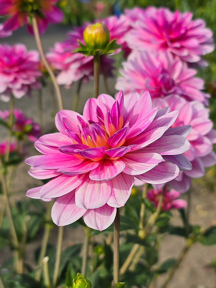 Im Vordergrund eine große rosafarbene Dahlie. Dahinter verschwommen weitere Dahlien der gleichen Farbe.