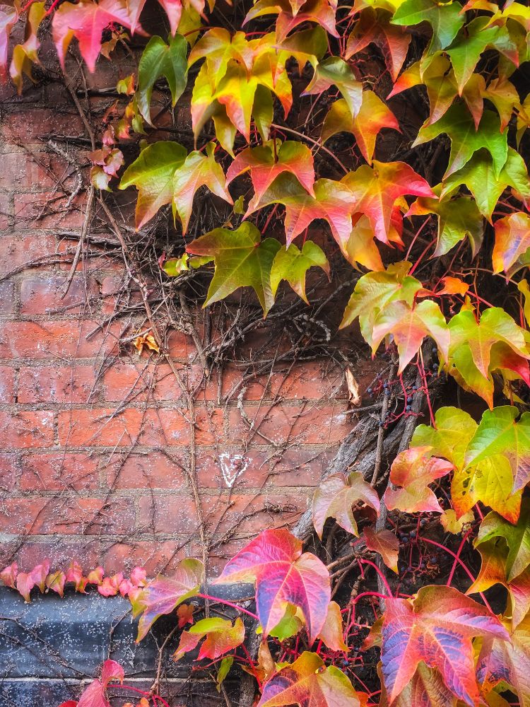 Eine rote Backsteinmauer. Von unten links, über die rechte Seite bis nach oben links ranken bunt verfärbte Blätter. Die Mitte ist frei und dort ist ein kleines weißes aufgemalt.