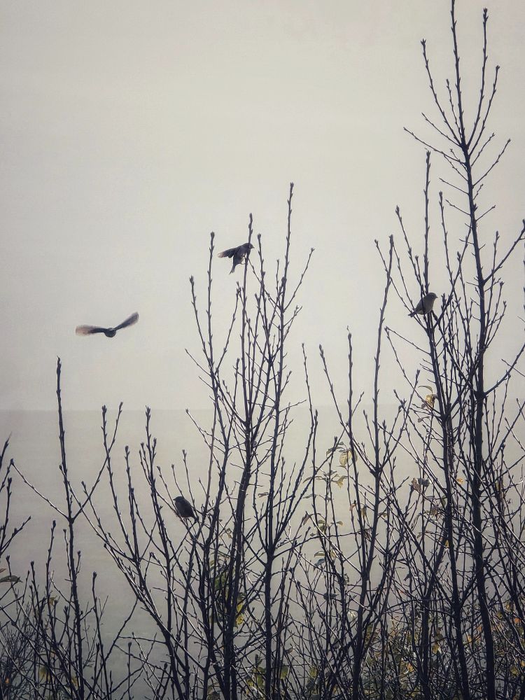 Ein schwarz weiß Foto. Ein Strauch fast ohne Blätter im Nebel. Rechts und unten mittig sitzen zwei Spatzen im Strauch. Oben mittig ist gerade ein dritter  Spatz gelandet und hat noch die Flügel nach hinten gestreckt. Ein vierter Spatz ist links im Bild im Anflug.