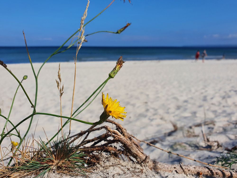 Ein Strand an der Ostsee.Im Vordergrund wachsen eine gelbe Blume und ein paar Grashalme. Im Hintergrund ist die Ostsee zu sehen. Der Himmel ist blau. 