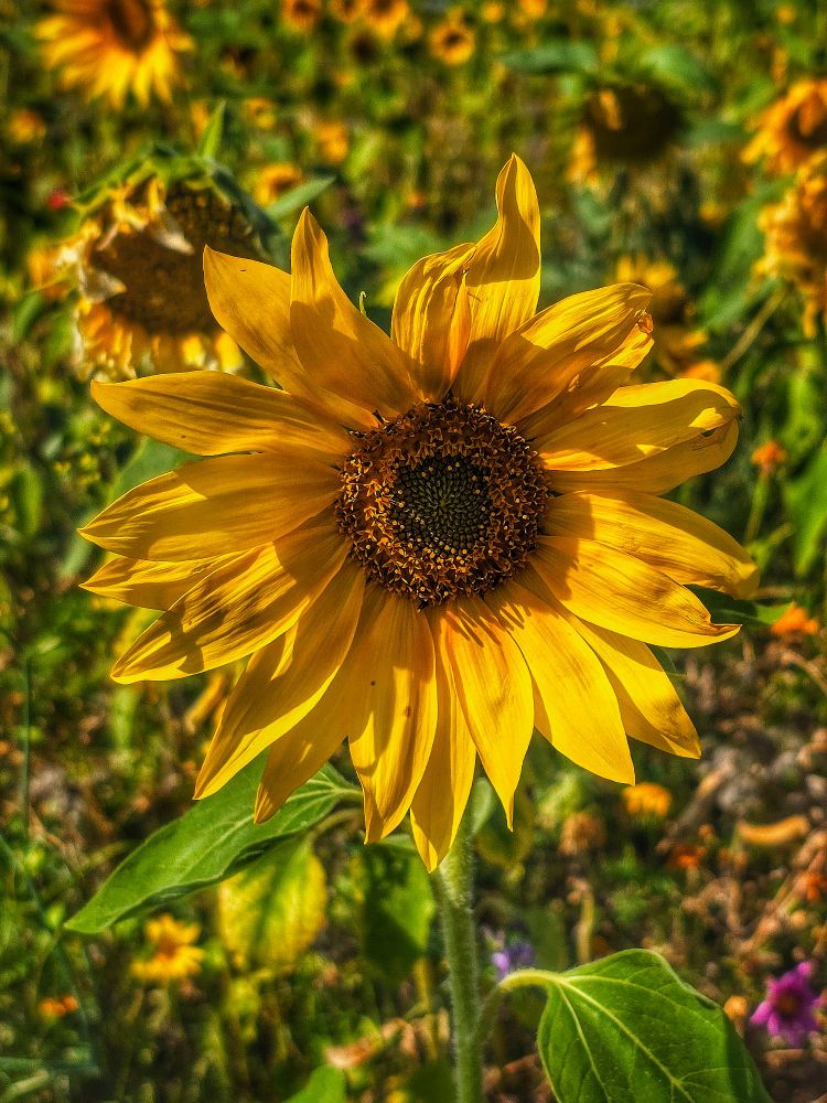 A sunflower in a sunflower field. The sunflower in the center is in focus. The others are blurred in the background.