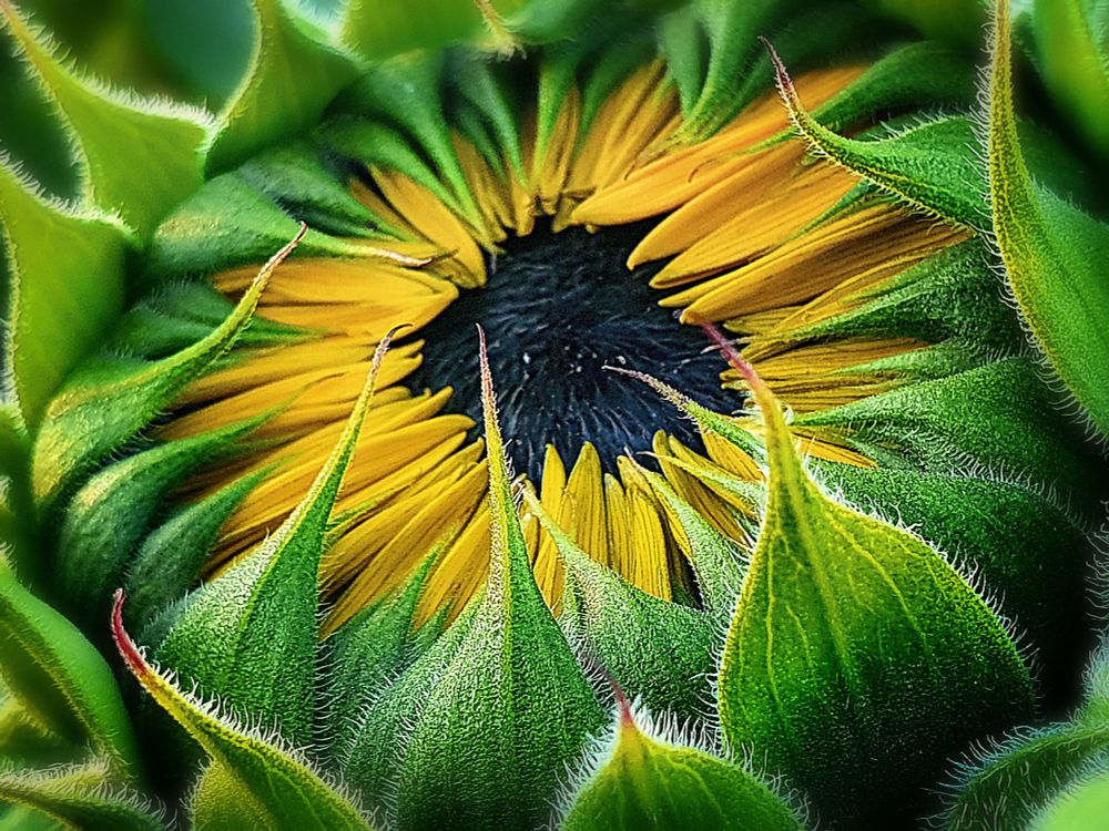 A close up of a sunflower blossom just before blooming. Black inside, yellow petals arround and green leaves outside.