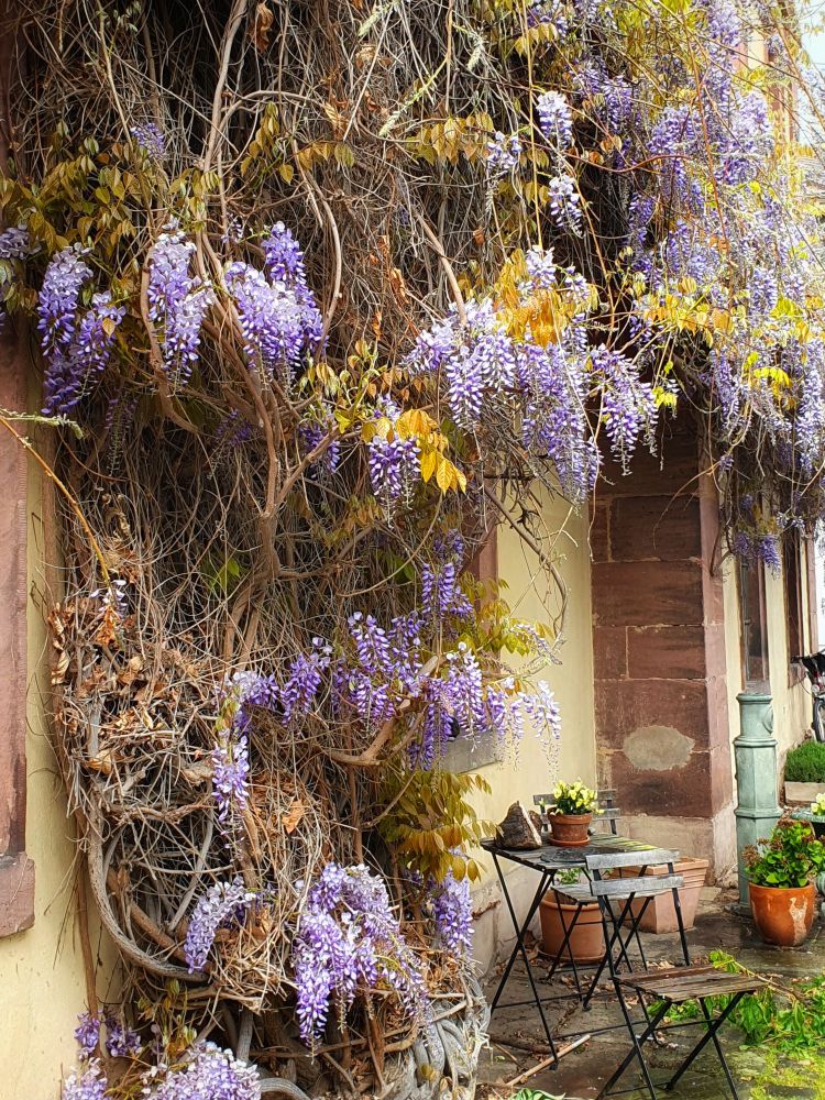 Blauregen, ein Gewächs mit traubenförmigen, blau lila Blüten an einer beigen Hauswand. Davor steht ein kleiner Stuhl und Tisch aus Holz mit Eisengestell. Auf dem Tisch steht ein Blumentopf mit gelben Blumen.