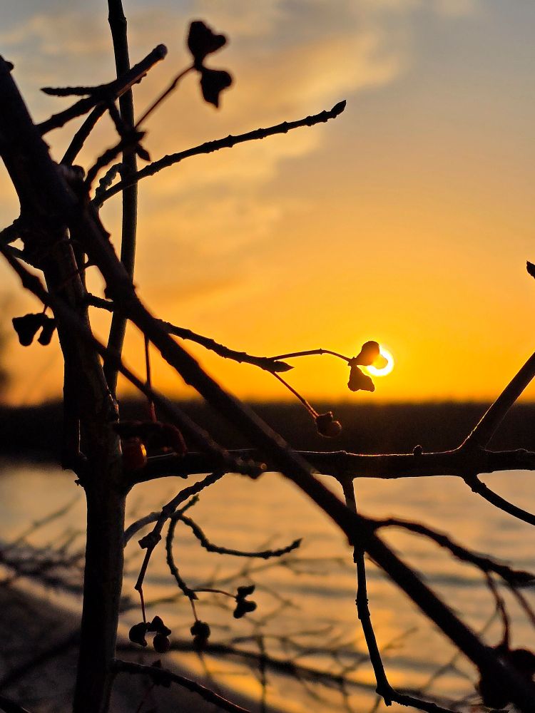 A sunset at a lake. The leaves of a bush in the foreground, silhouetted against the sky, look like little hearts. Two of them are positioned directly in front of the setting sun.
