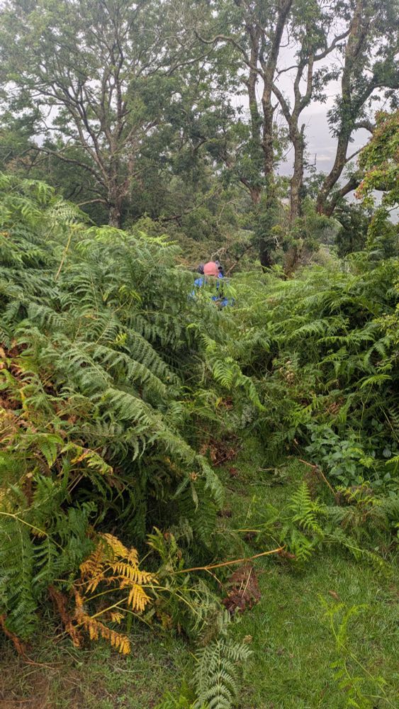 A person emerging from tall bracken.