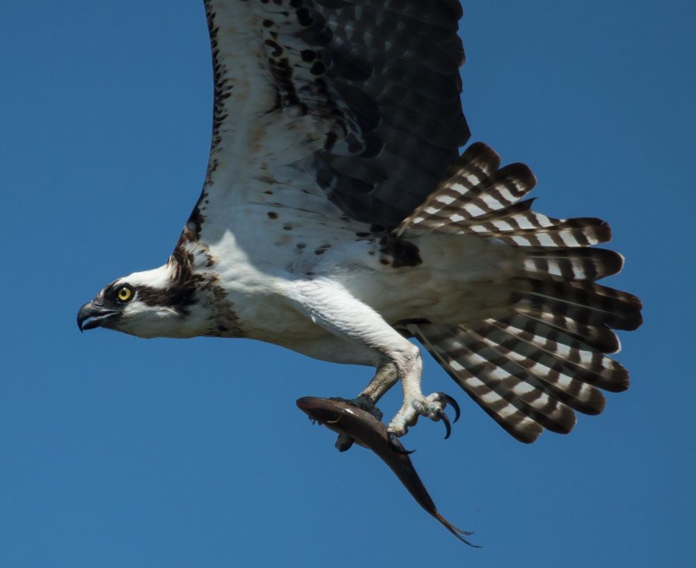 Study Links Menhaden Depletion to Osprey Chicks Starving in Nests | Chesapeake Bay Magazine