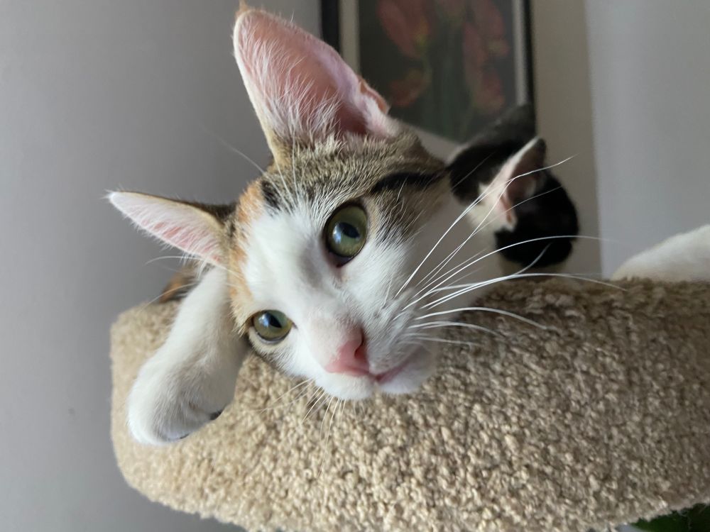 Calico&white kitten with green eyes and pink ears on the top of a cat tower, leaning over the edge, looking left, with one paw out 