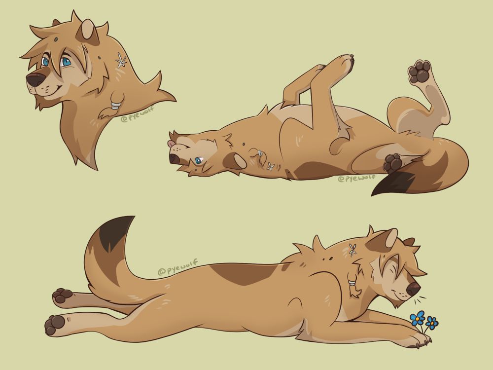 Three doodles of a blonde-furred wolf with blue eyes. One is a headshot and the other two are full bodies. In one full body, Kyle (the OC) is on his back, feet in the air, and his tongue sticking out. In the other, Kyle is fully stretched out and enjoying the smell of some flowers.
