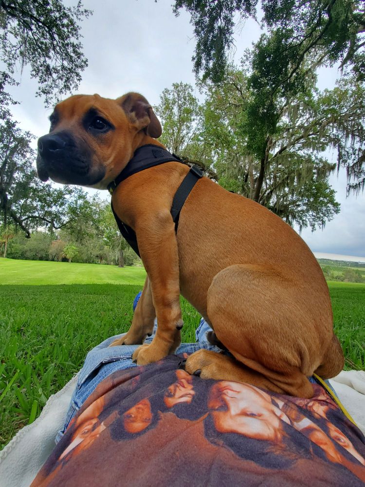 Light brown dog wearing a harness sits on the abdomen of someone wearing a Firefly tshirt.