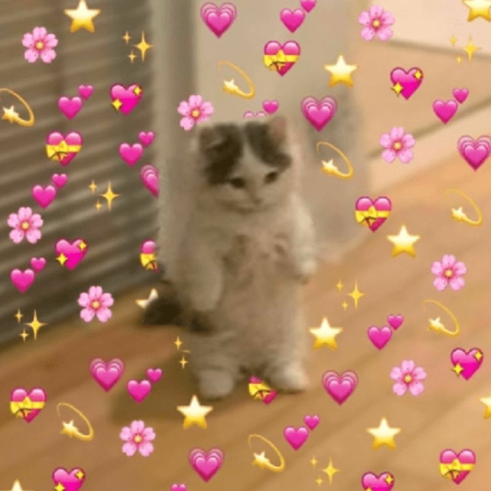 Cat surrounded by hearts and stars and sparkles and happy things.