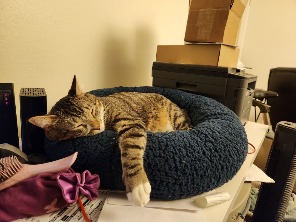 Sailor, a Grey tiger tabby, sleeping in a plush cat bed on a desk. His head is on the side and a forelimb dangling out. A pink dice bag is in the foreground