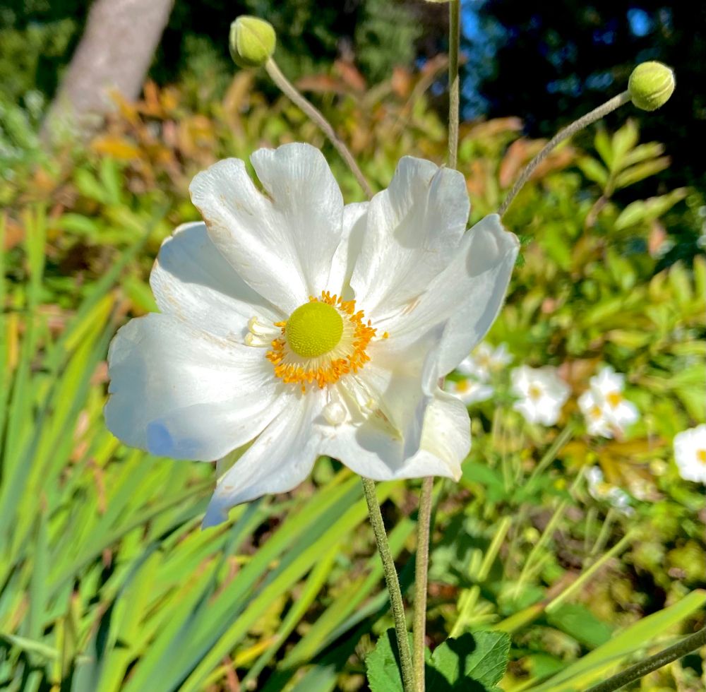 A white delicate flower with a very light green/yellow center, it appears as though the flower has green antennas behind it