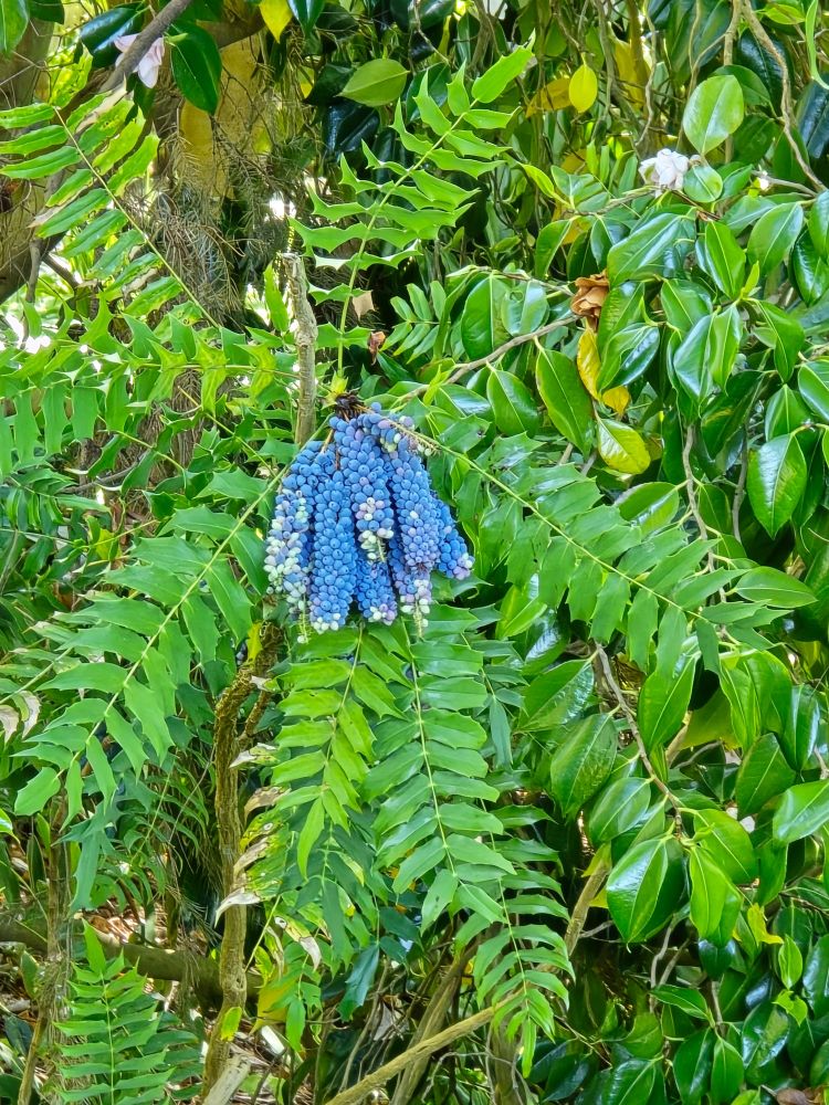 Mahoney with thick cluster of light blue berries
