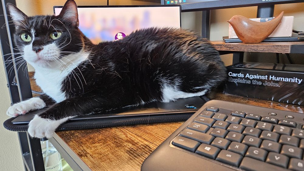 Here's Bruno, laying on my laptop, as per usual this time of day. Resting right behind his butt is the brand new Cards Against Humanity that Explains the Joke.