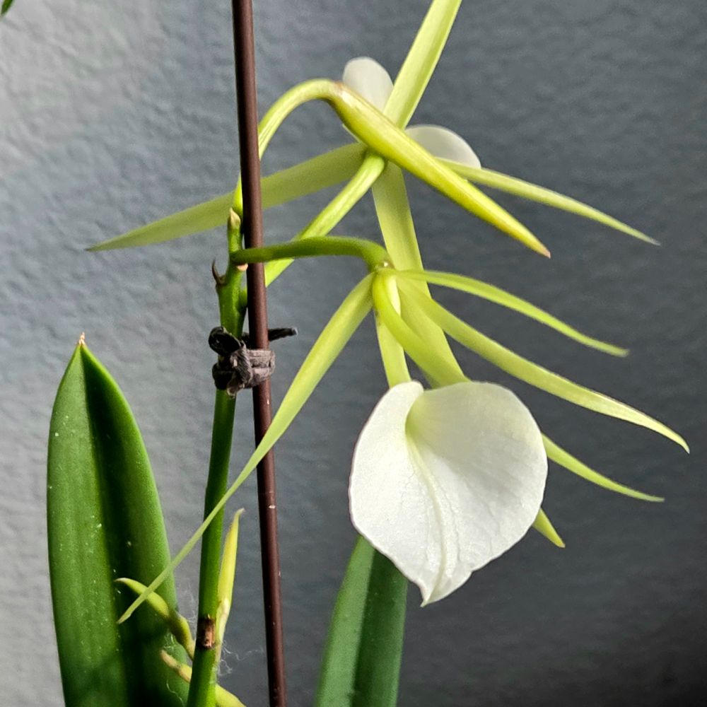 White orchid against a gray background 