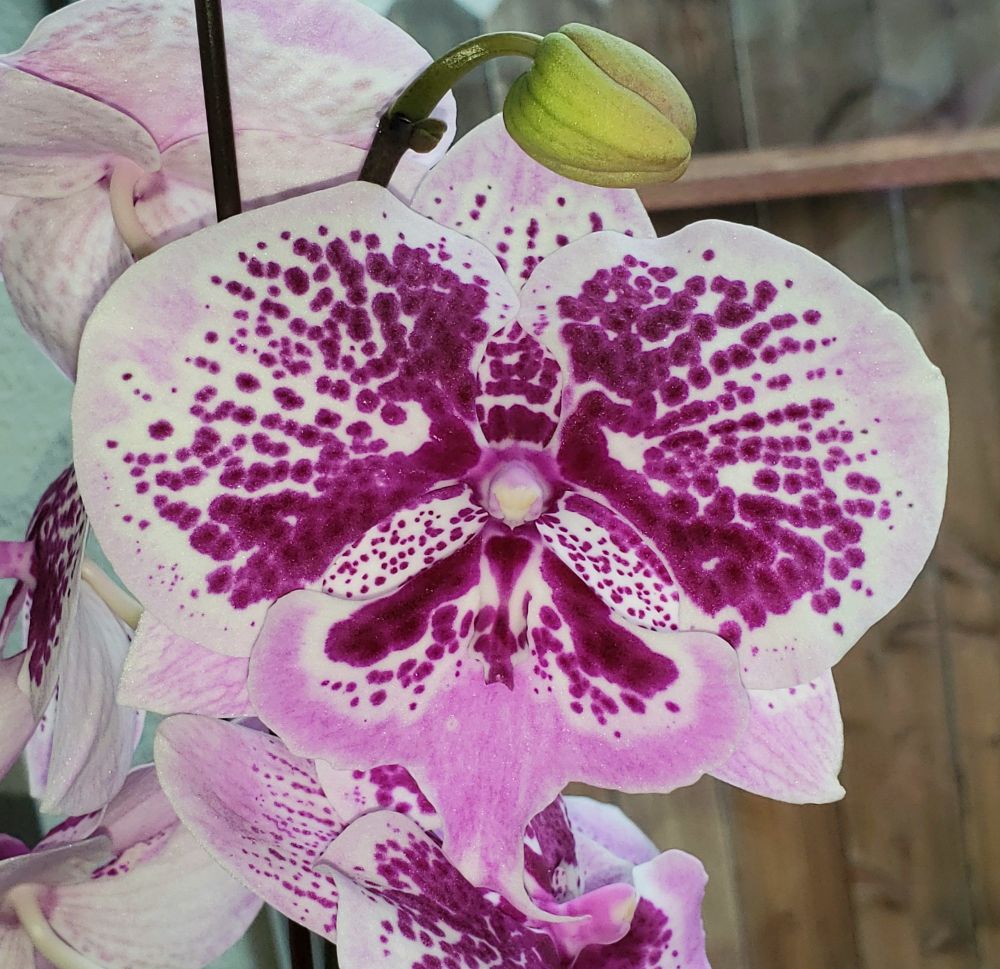 Large pink and white orchid flower with lots of burgundy splotches and spots with a window behind and a wooden fence in the background 