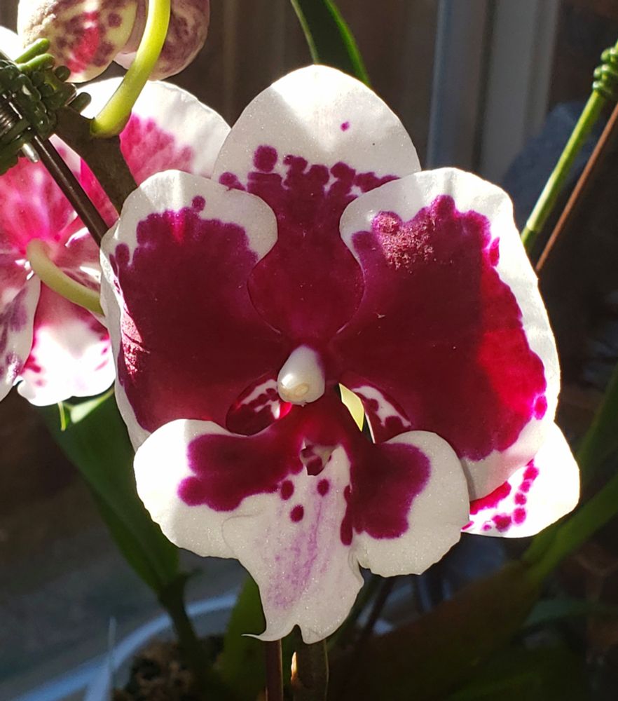 Dark red orchid flower with a wide white edging and a brush of pink on the lip