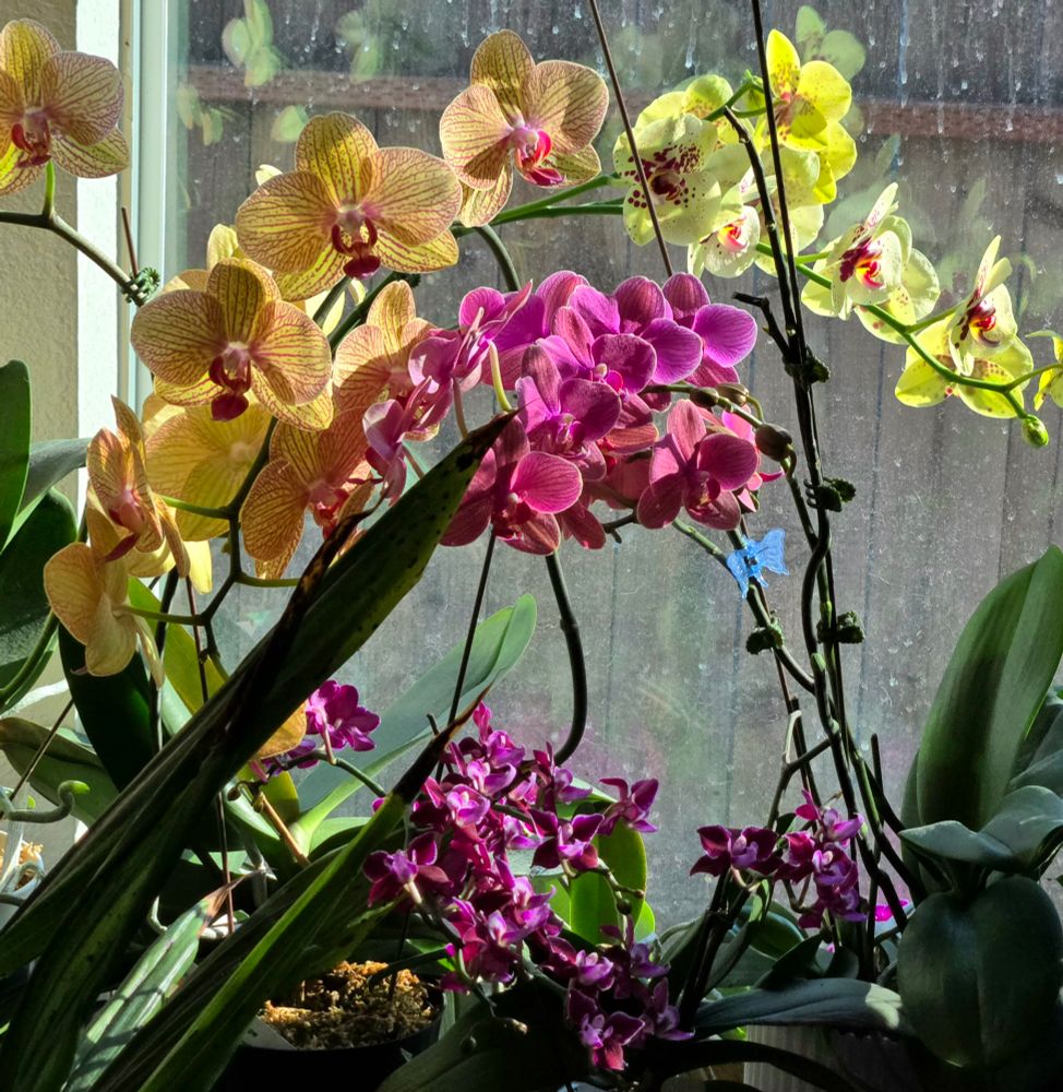 A variety of orchids blooms in front of a sunny window...