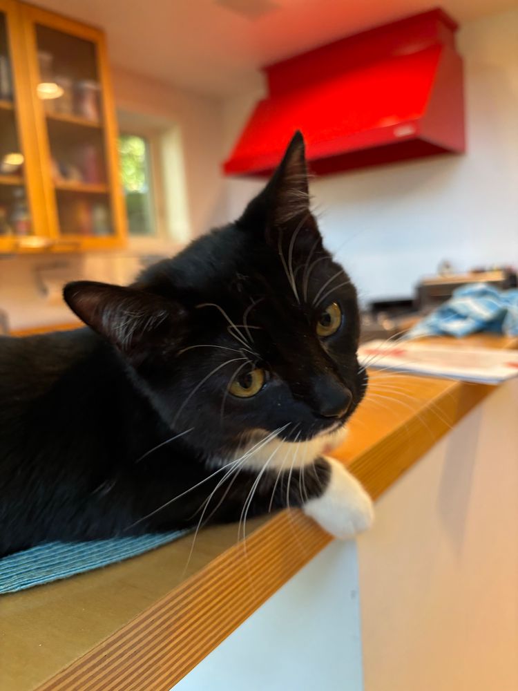 A cute tuxedo foster kitten relaxes on the kitchen counter she’s not supposed to be on.