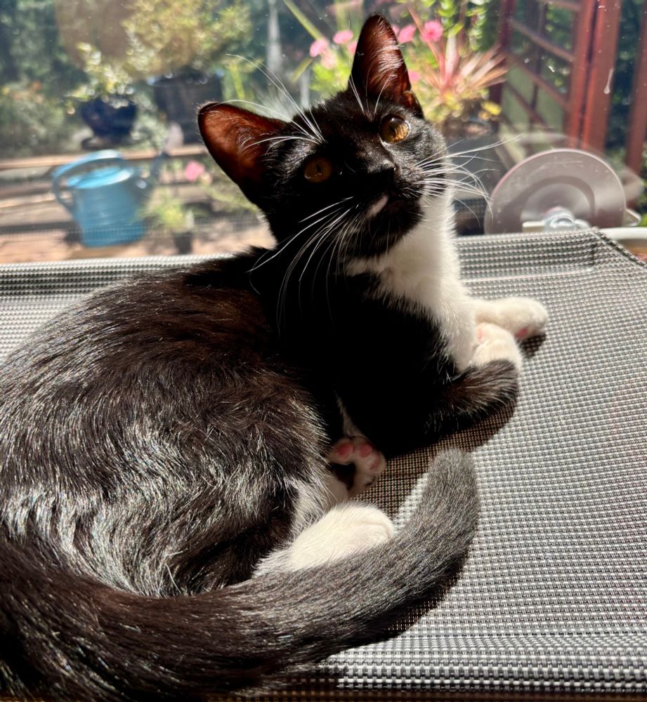 Foster kitten Posey, a very cute and very happy tuxedo kitten, continues her unnecessary foster tenure in a window perch on a sunny afternoon. 