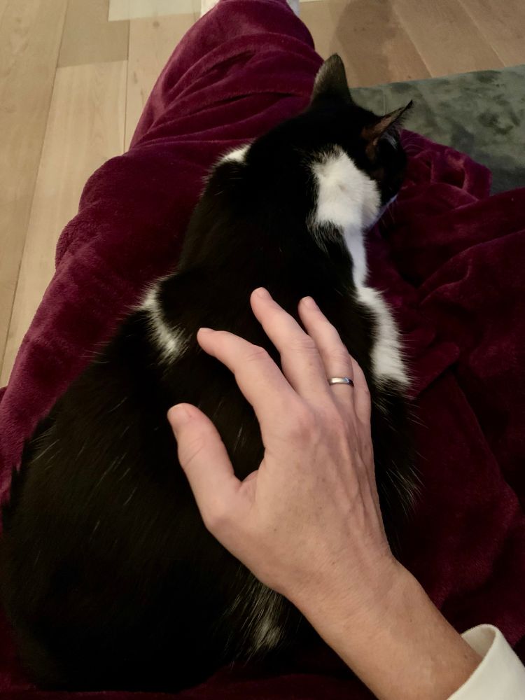 Katze Ruby liegt auf meinem Schoß. 