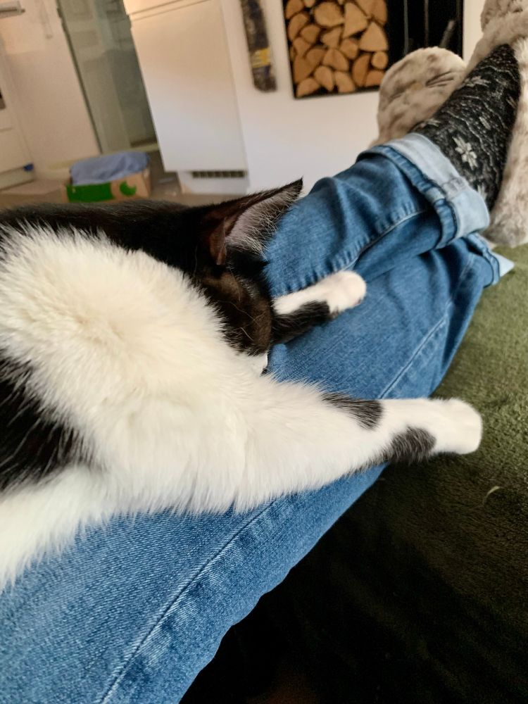 Ruby liegt auf meinen Beinen und schläft ganz entspannt.