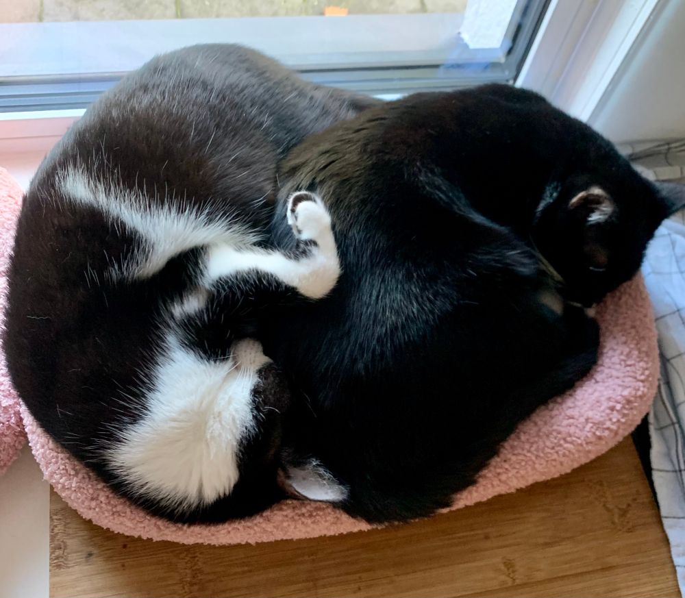 Ruby und Flynn liegen eng aneinander geschmiegt und schlafend zusammen auf einem rosa Katzenbettchen am Fenster.
