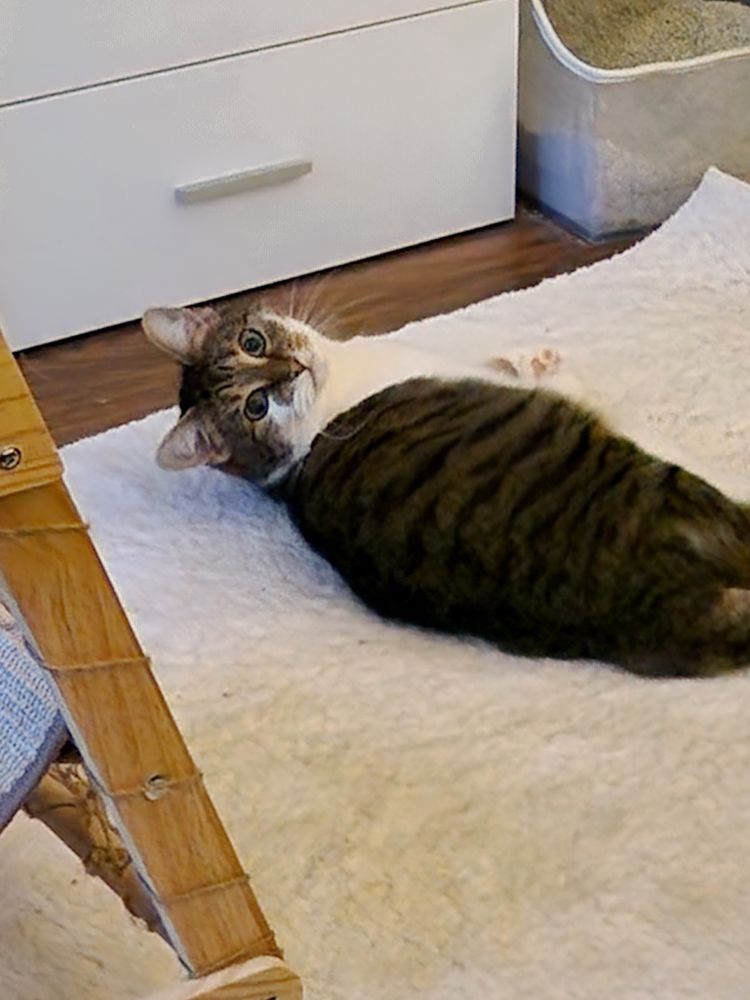 Braungetigerte Katze mit weißen Flecken liegt auf ihrer rechten Seite und dreht den Kopf Richtung Kamera. Sie liegt auf einen weißen Teppich. 