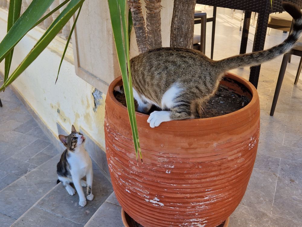 Zwei Katzen einer Hotelanlage. Beide sind getiegert mit weiß. In der Mitte des Bildes ist ein großer, terrakottafarbener Pflanzkübel zu sehen. Eine der Katzen spielt in diesem Kübel, ihr Kopf ist dabei nicht zu sehen. Die andere Katze sitzt links neben dem Kübel und schaut interessiert, was die Katze im Kübel so treibt.