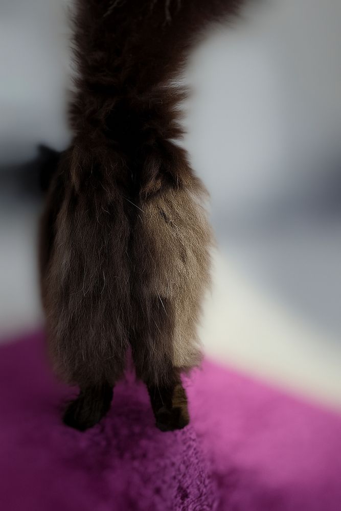 Schwarzer, langhaariger Kater von hinten fotografiert. Der Schwanz ist nach oben erhoben. Die langen Haare an den Hinterbeinen sehen wie eine lange Pluderhose aus. 