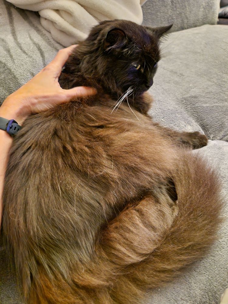 Schwarzer Kater liegt auf der Seite auf dem Sofa. Links ist eine Hand zu sehen, die den Kater am Nacken krault 