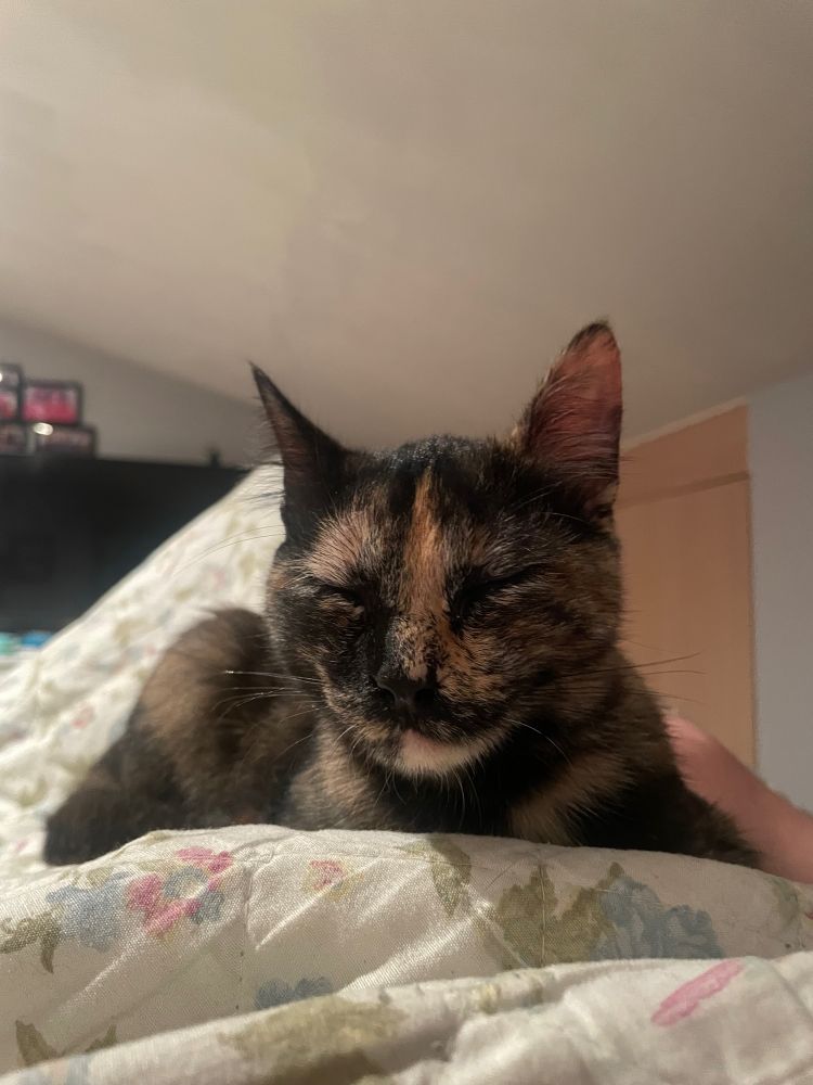 Gatita carey de 4 meses durmiendo sobre la barriga de su humana