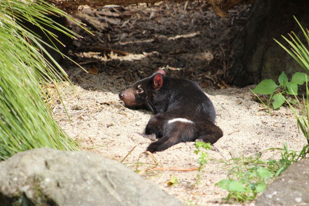 tasmanian devil