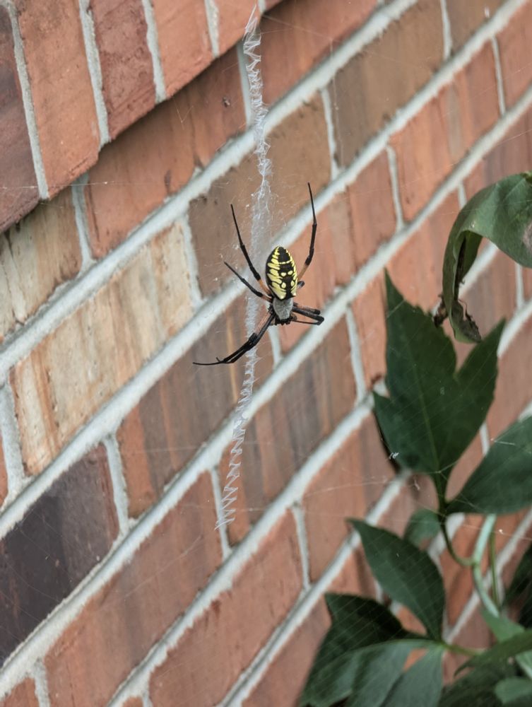 A photo of a large black and yellow spider clinging to her web. She's upside-down. There is a brick wall behind her, as well as some plants. The zigzag pattern in her web is called a stabilimentum.