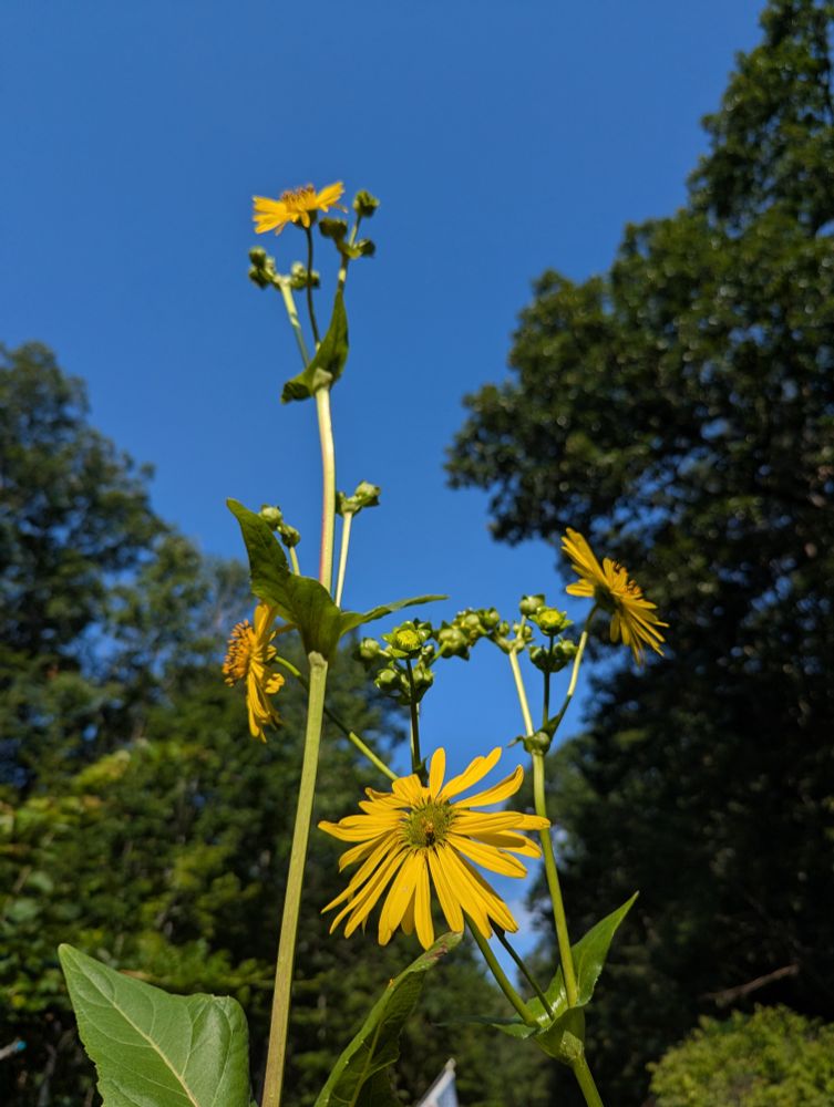 Yellow blooms of cup plant seen from below, stretching up, up, up to a deep blue sky and green trees in the background.