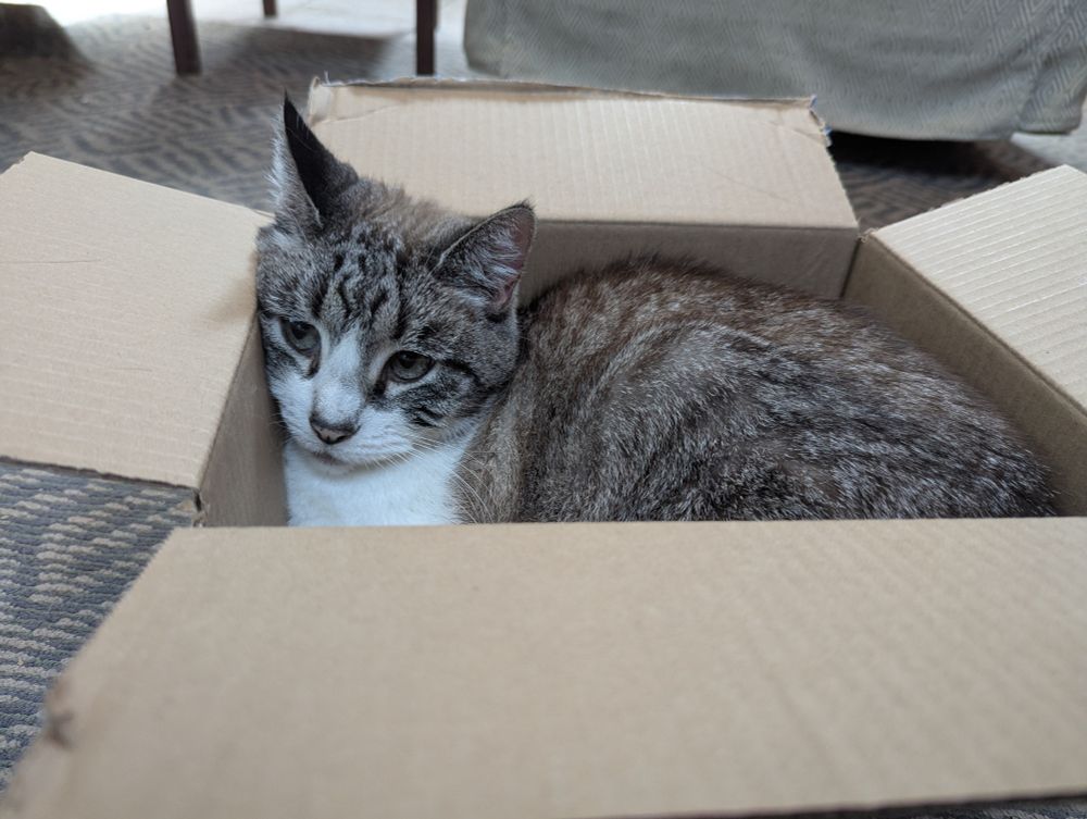 Dilly, a gray cat with black stripes and a white chest, nose and chin, is curled into a cardboard box she barely fits inside. Her blue eyes look worried, but don't be fooled. She was very content.