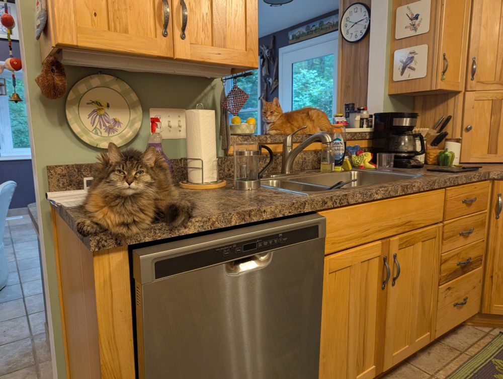 A photo of a kitchen, with a fluffy tabby cat lounging on the counter above the dishwasher and an orange and white cat relaxing on the counter above the sink.